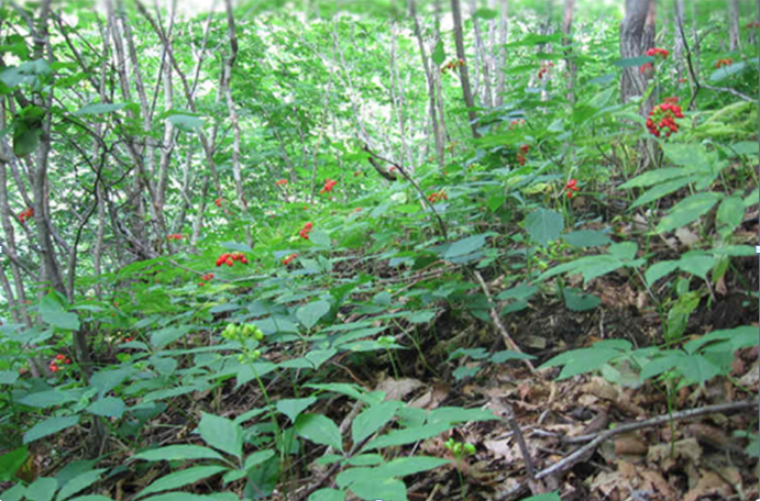 吉林人參系列報(bào)道之一：秘境「山珍」——林下參