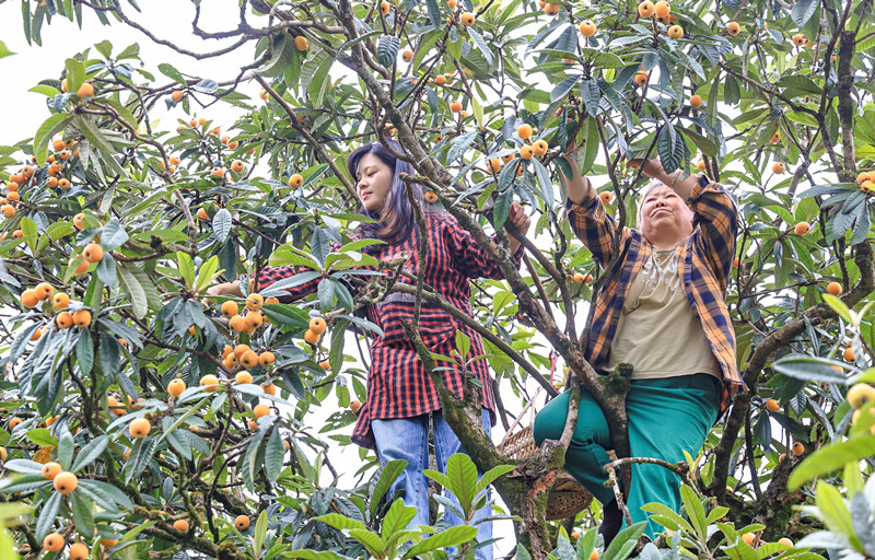 「甜」?jié)M整個(gè)夏天！  皖歙縣「三潭」枇杷季開啟