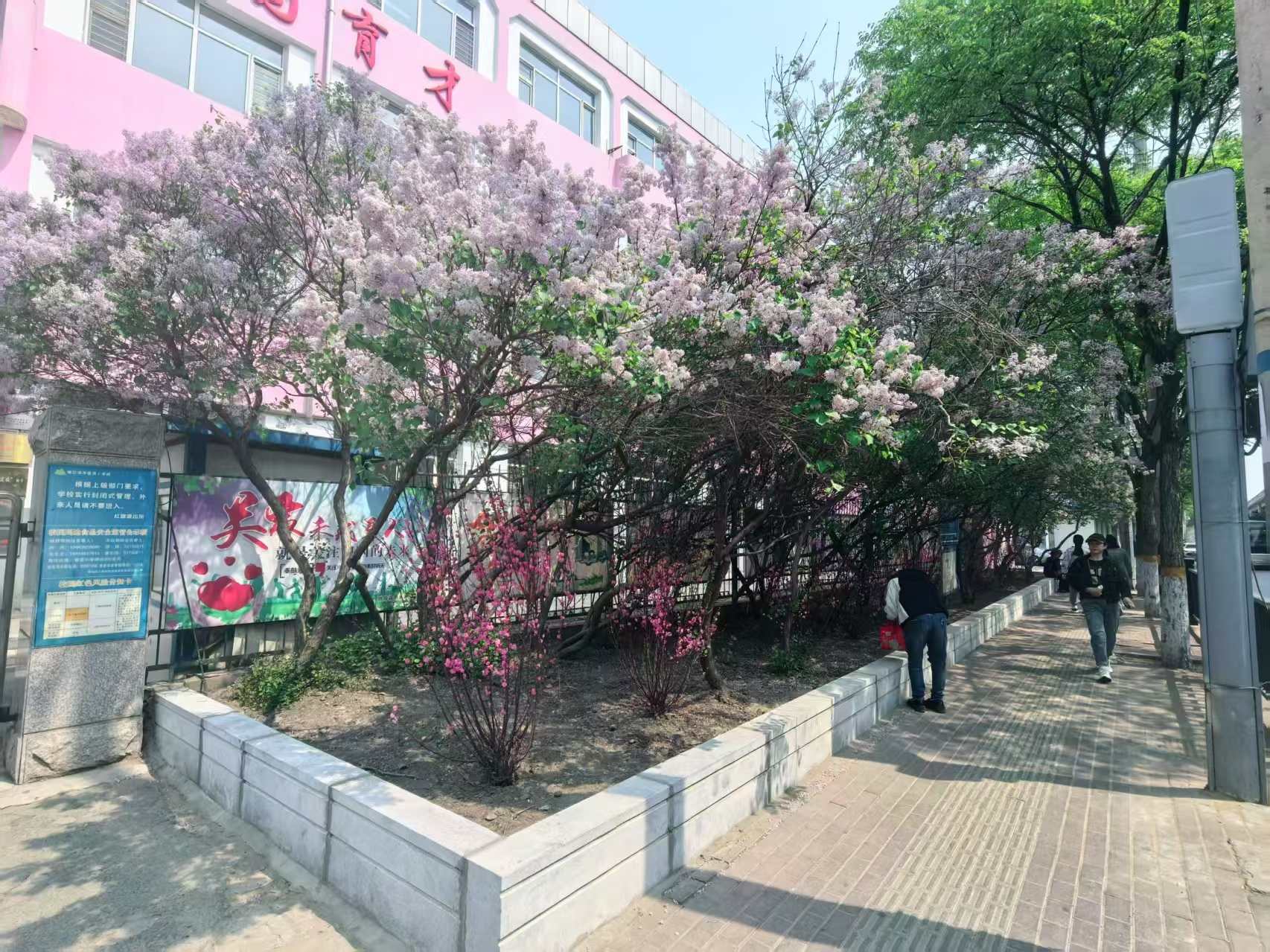 哈市香坊區(qū)綠化美化25所校園周邊環(huán)境 營造優(yōu)美學(xué)習(xí)生活空間