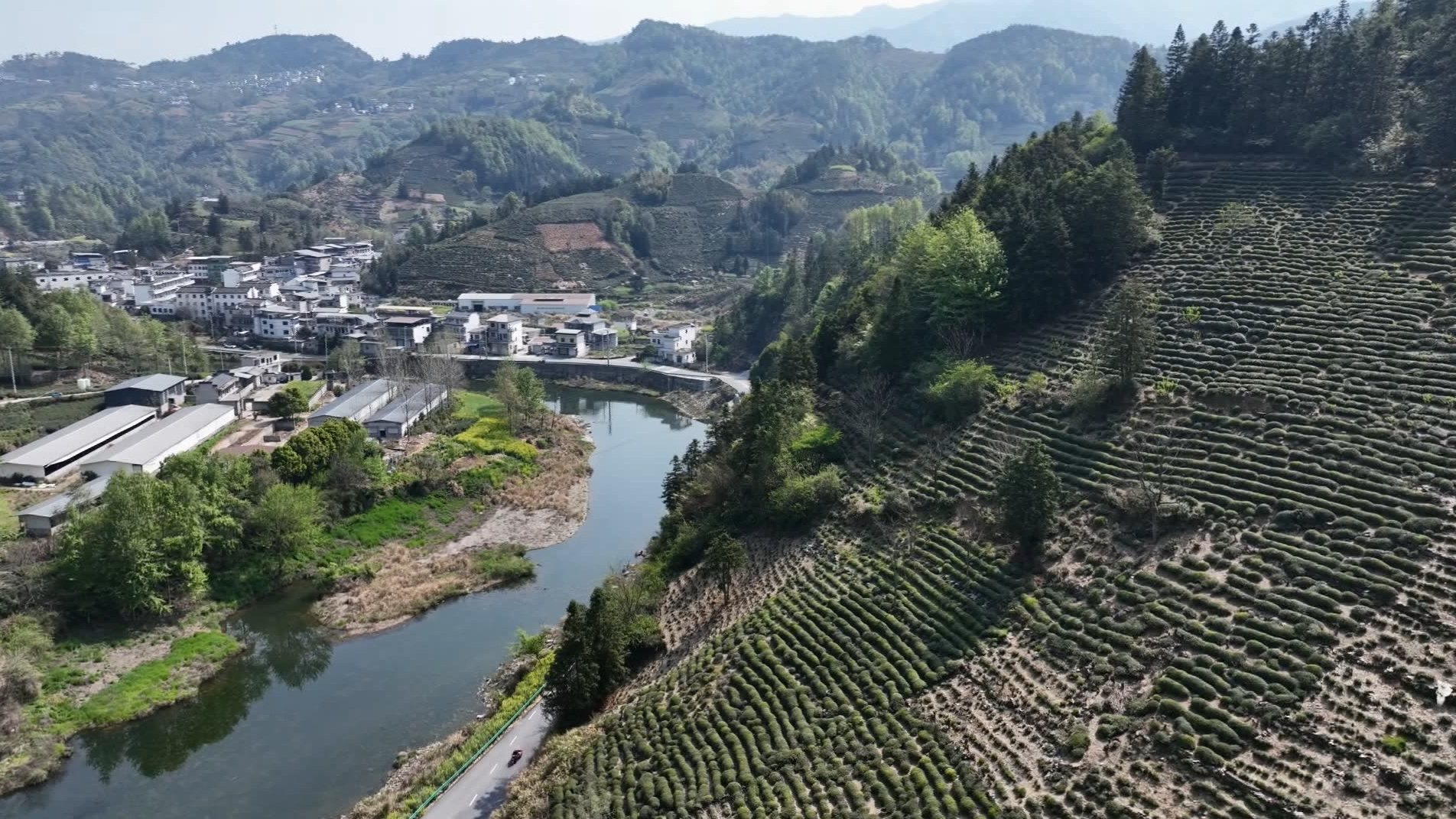 皖歙縣：生態(tài)賦能茶飄香 產(chǎn)業(yè)鋪就振興路