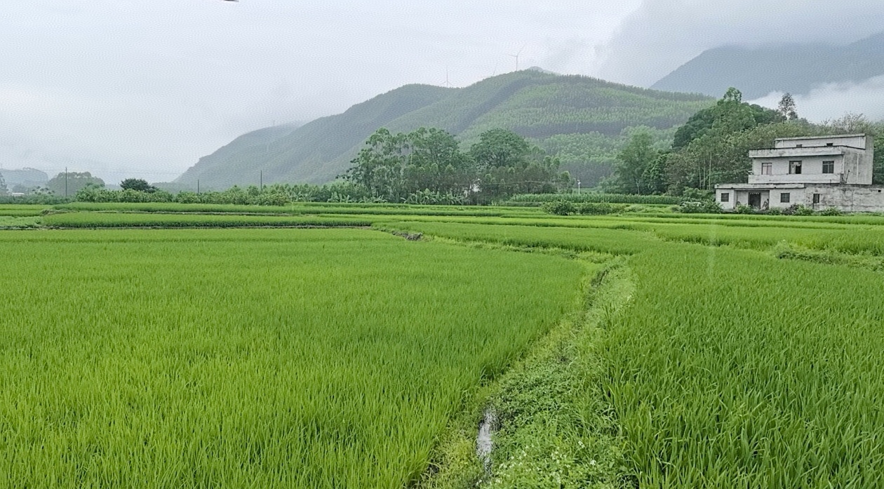 桂象州紅米：千年「花米」煥新 擦亮「桂字號(hào)」金字招牌