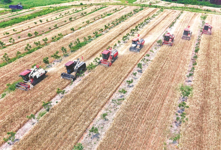安徽巢湖：林下套種解鎖「雙贏密碼」 賦能鄉(xiāng)村振興新篇章