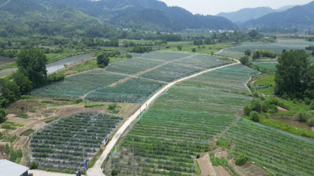 田園變樂(lè)園  皖黟縣農(nóng)旅融合繪「豐」景