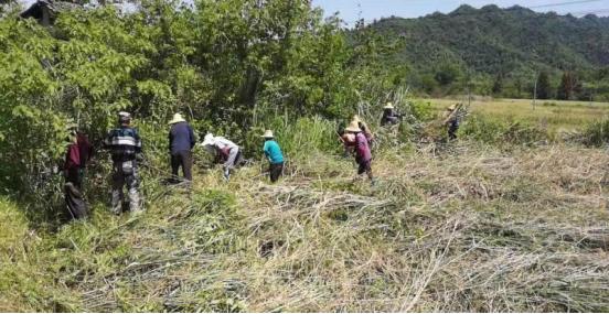 復(fù)耕復(fù)種戰(zhàn)正酣  皖黟縣宏潭讓撂荒地重披「綠裝」