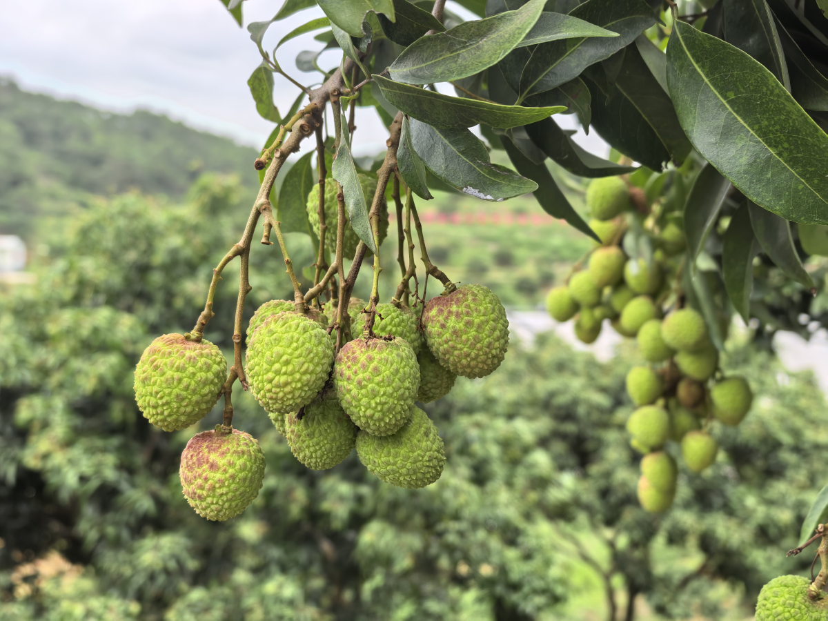 桂北流打造荔枝全產(chǎn)業(yè)鏈 推動「桂字號」品牌升級
