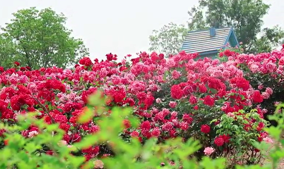 【視聽山東】初夏時(shí)節(jié)的滿莊鎮(zhèn)等你來打卡