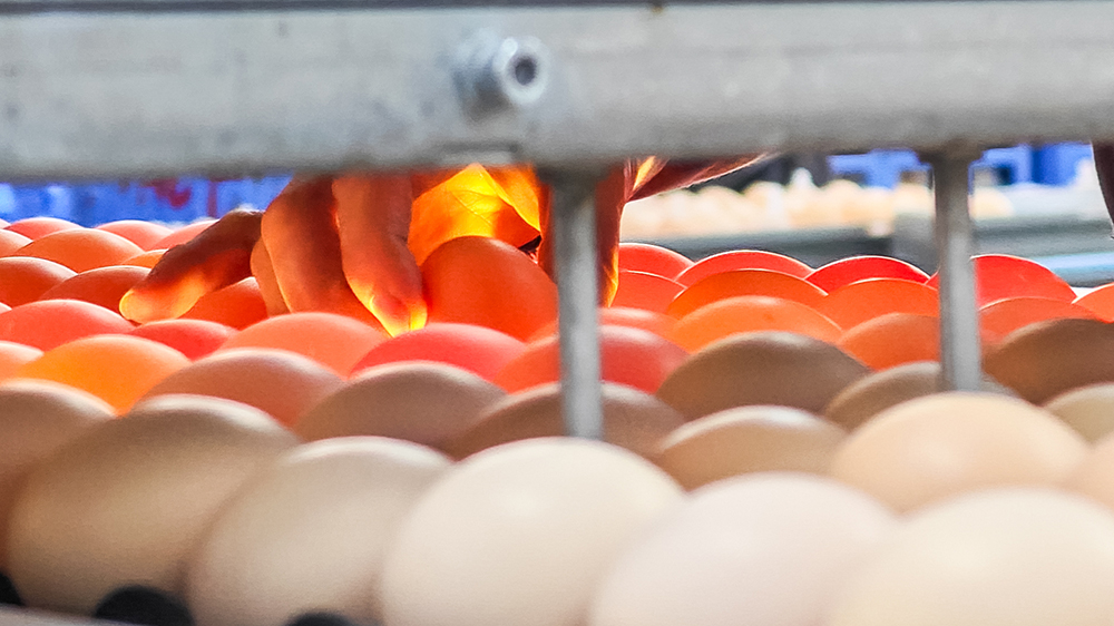 韓國雞蛋價格飆四年新高 漲勢恐延至8月