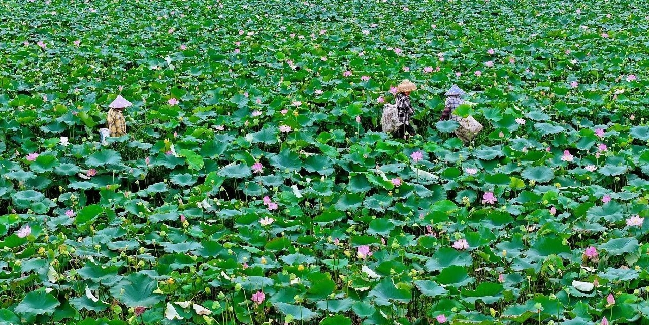 賞荷采蓮好時(shí)節(jié)！海南定安雷鳴鎮(zhèn)梅種200余畝試種水果蓮獲豐收