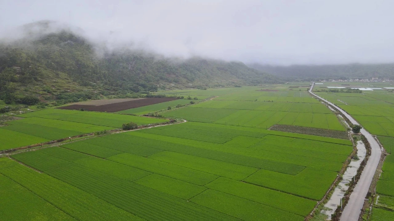 汕尾「海豐油占米」和「海豐蓮花山茶」榮獲國家地理標誌保護產品認定