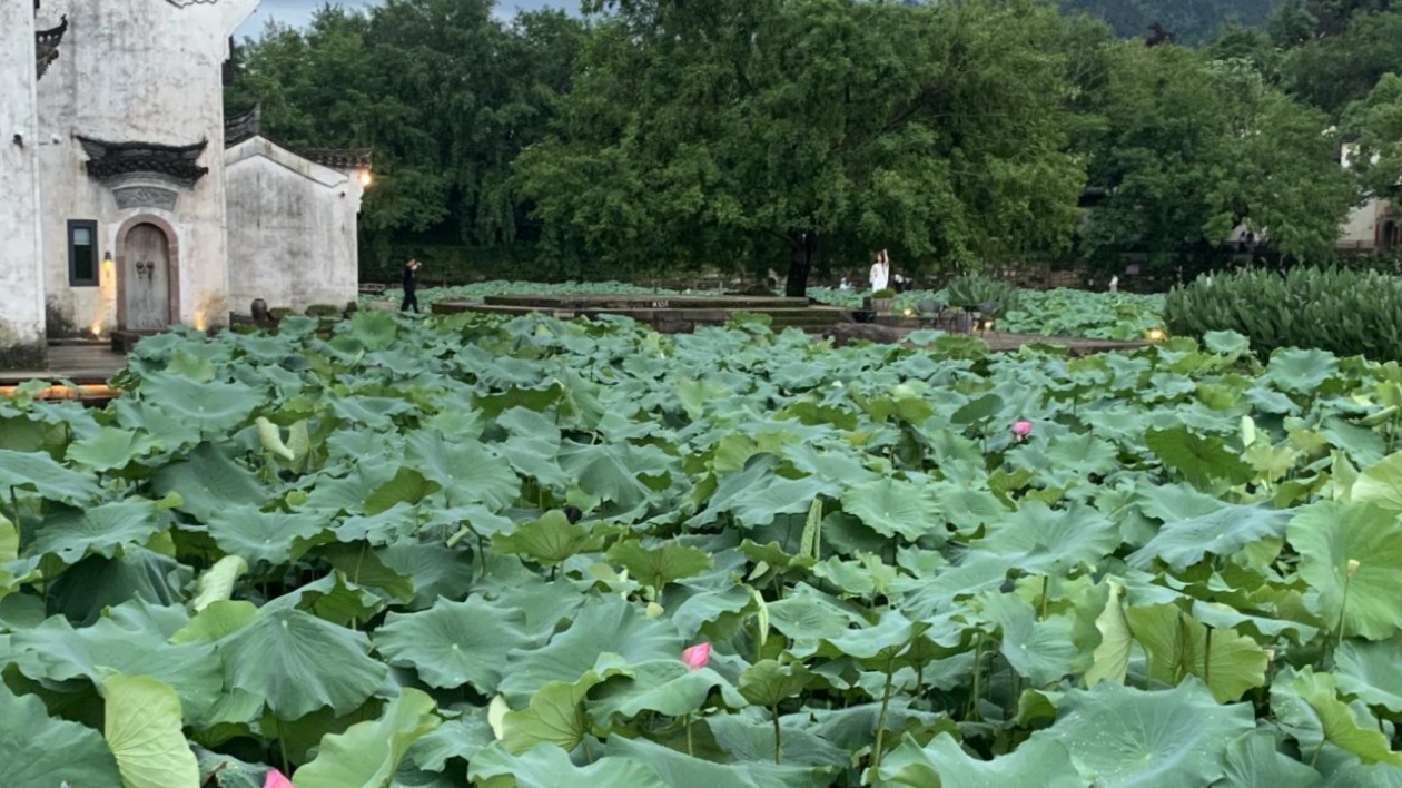 有片 | 皖徽州區(qū)：蓮開夏日  清韻悠長(zhǎng)