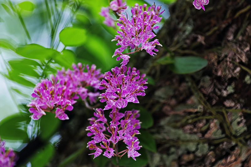 國家一級保護(hù)野生植物象鼻蘭在安徽祁門移植成功