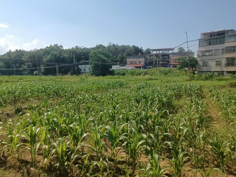 廣東韶關市西河鎮(zhèn)：撂荒地復耕複種，奏響鄉(xiāng)村振興「田園曲」