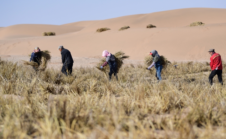 內蒙古完成三大沙漠林草鎖邊帶合龍