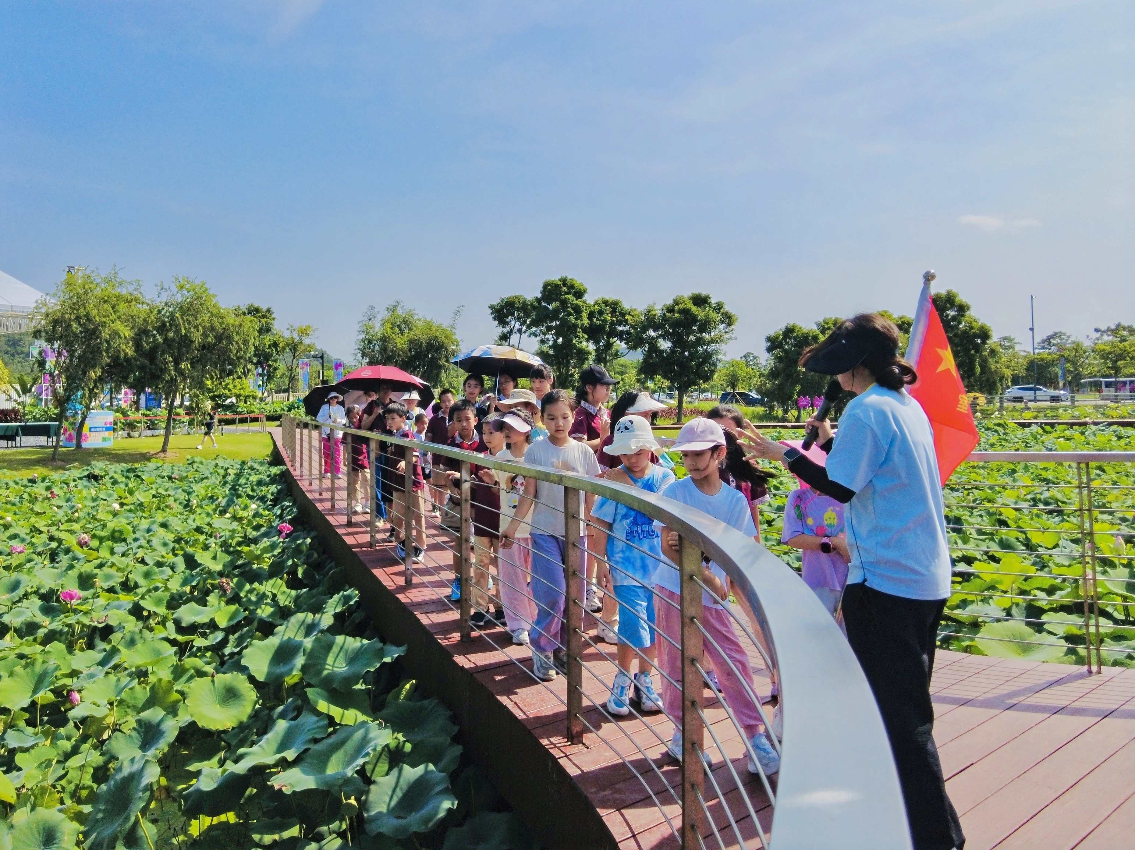 蓮彩聚琴澳 第三屆橫琴荷花節(jié)7月4日至18日亮相