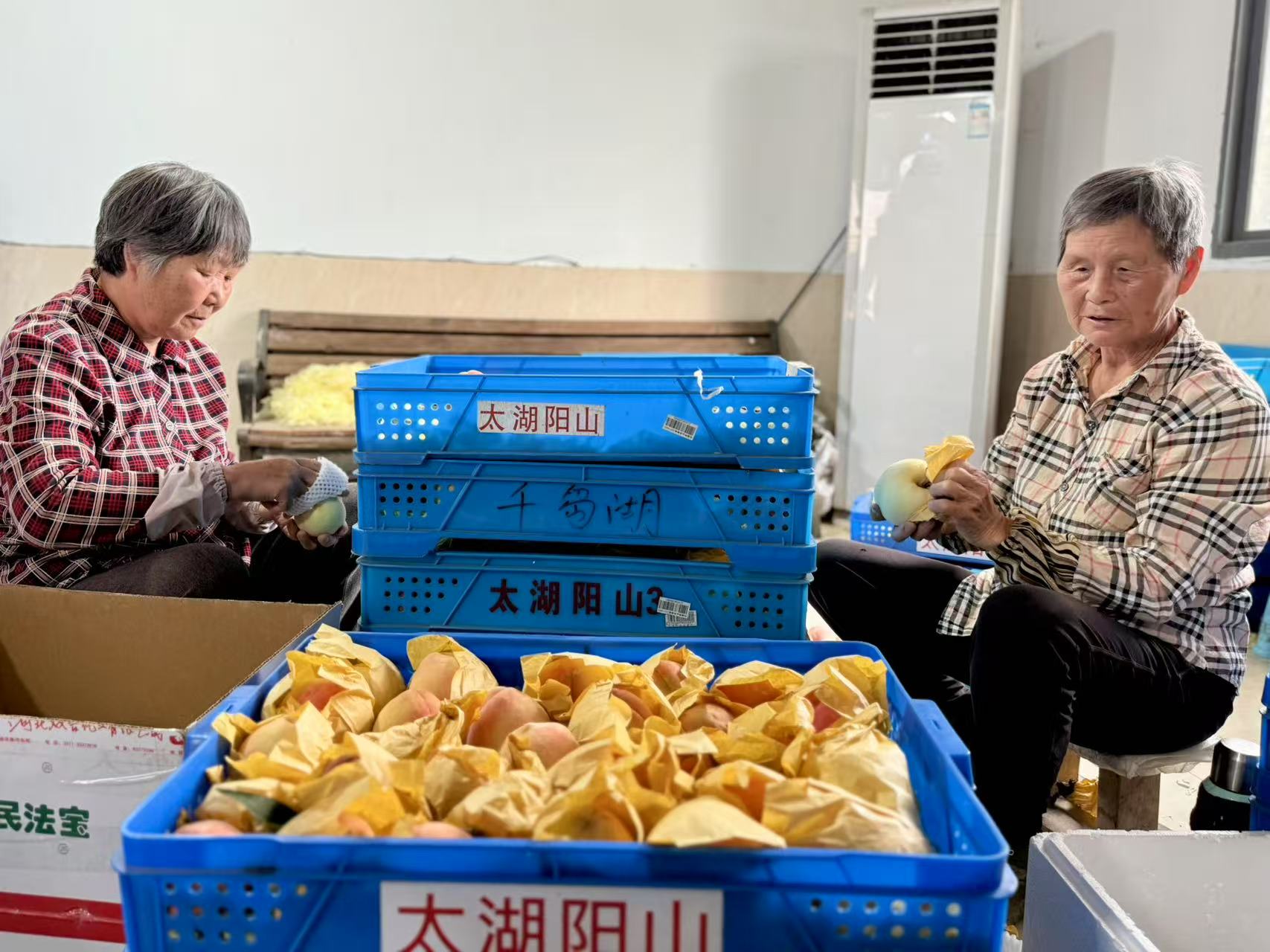 【灣區(qū)媒體無(wú)錫行】陽(yáng)山科技+文旅書(shū)寫(xiě)甜蜜「桃經(jīng)濟(jì)」