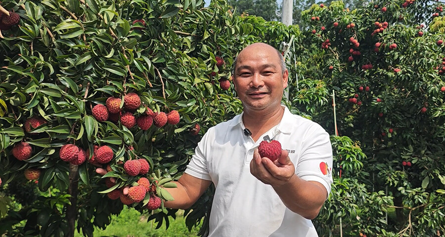 【百千萬一齊港】給「荔」！博羅：打出「組合拳」煉就「甜蜜果」