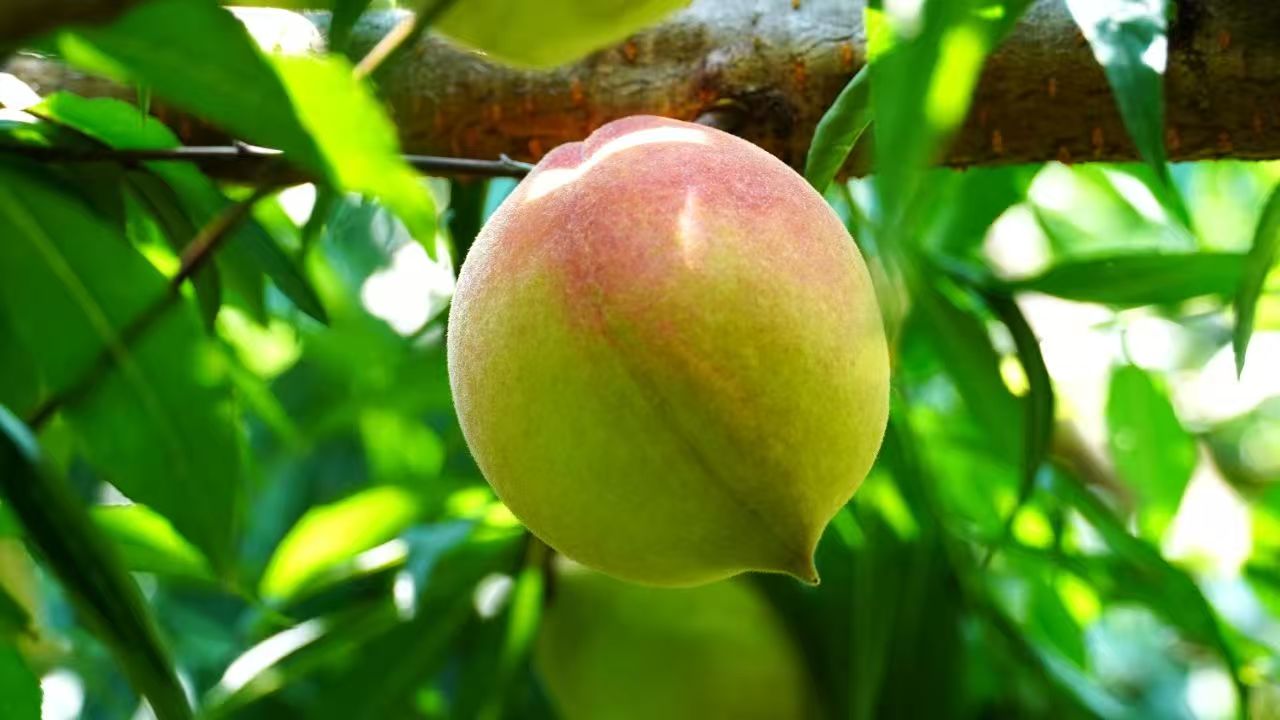 廣東新豐澗下村：超5萬斤鷹嘴桃新鮮開摘  邀您品嘗「爽脆甜」