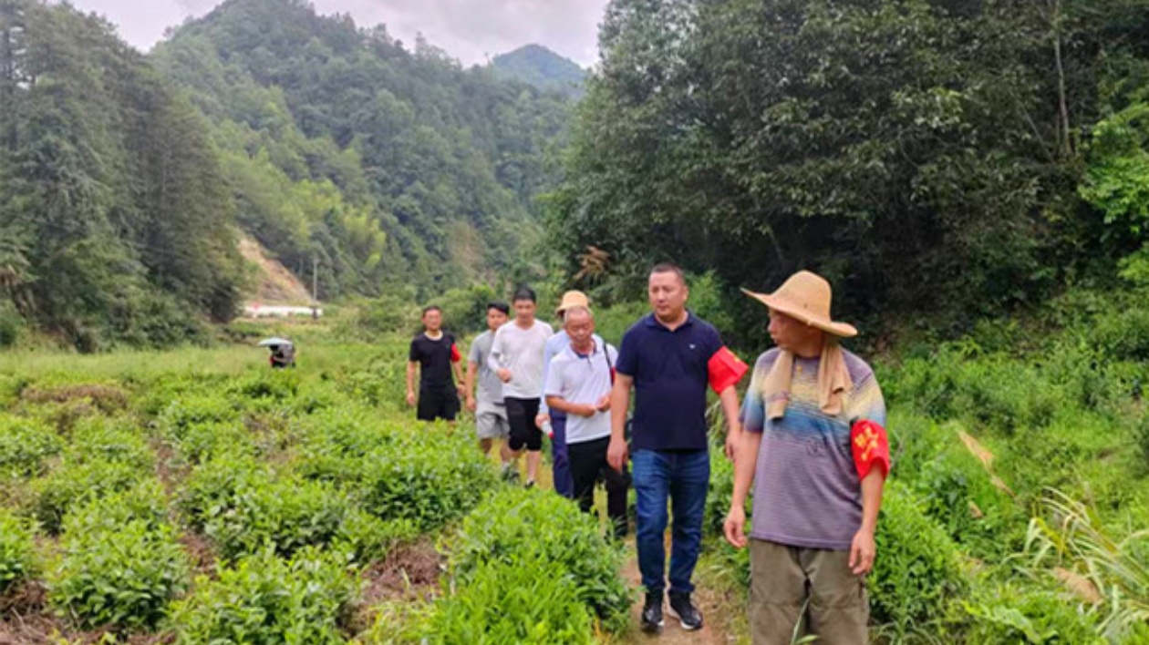 皖祁門縣：築牢生態(tài)屏障 守護茶園安全