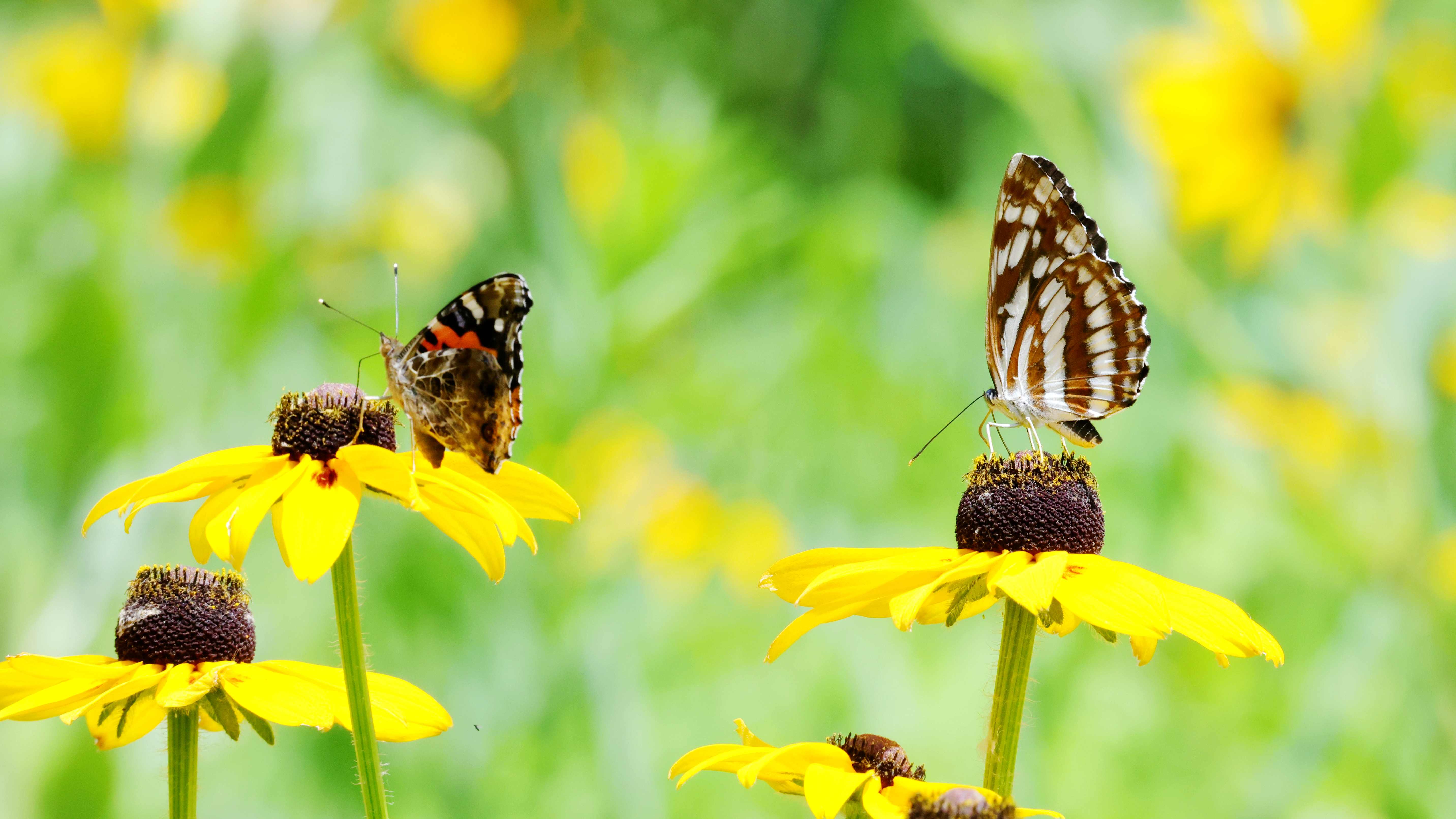 哇塞！綏化稻田公園七月美成畫 荷香稻浪等你打卡