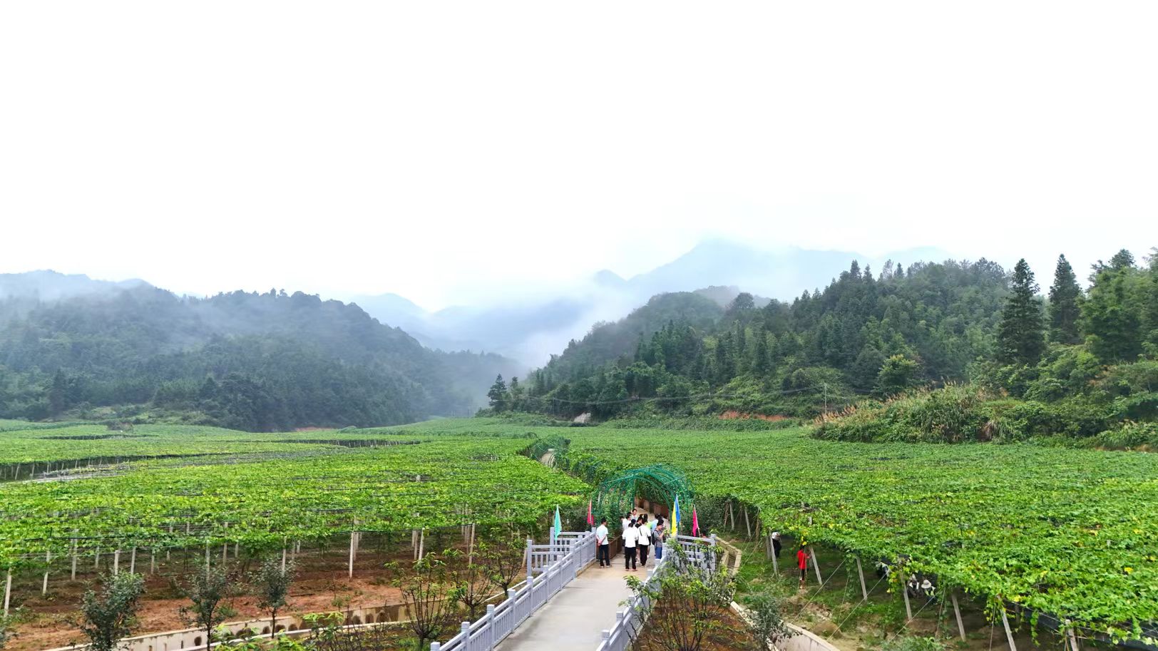 廣東新豐：手機(jī)變農(nóng)具！「網(wǎng)絡(luò)推薦官」探村「曬」豐收