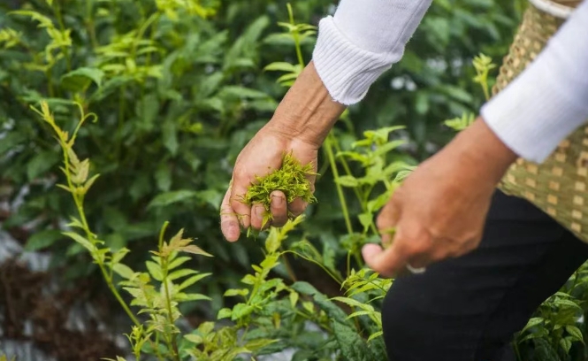 第三屆來鳳國(guó)際藤茶大會(huì)將在湖北來鳳舉行