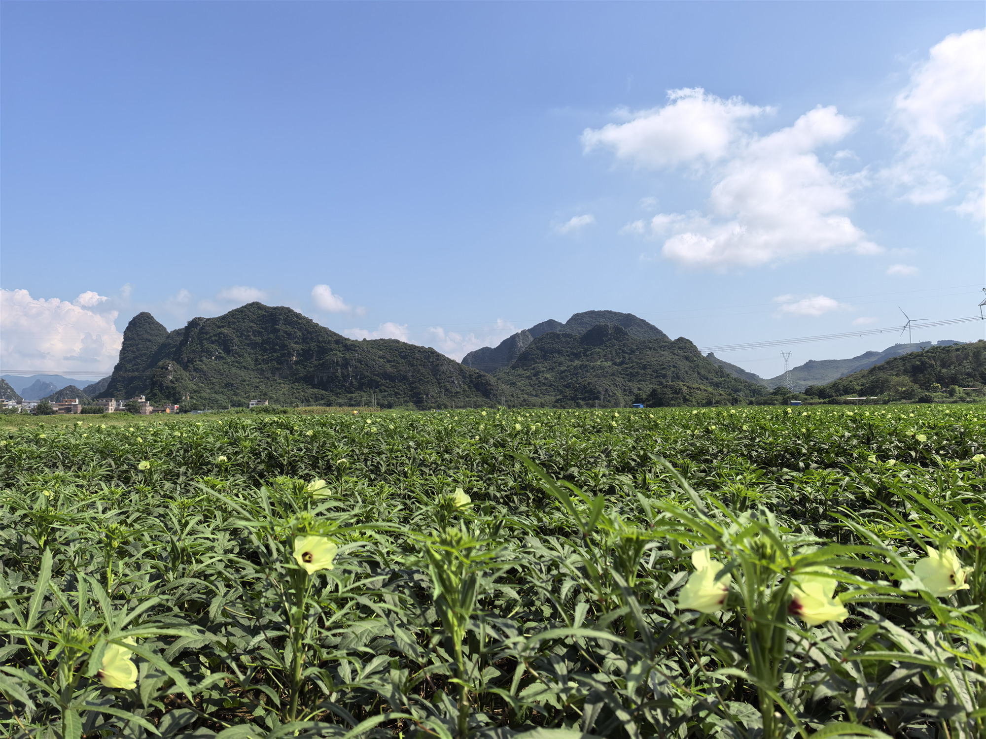 記者走進桂賀州供港蔬菜基地 朔源生態(tài)之地產(chǎn)好菜