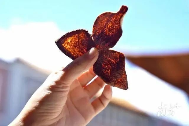 新會陳皮 「陳」功登頂