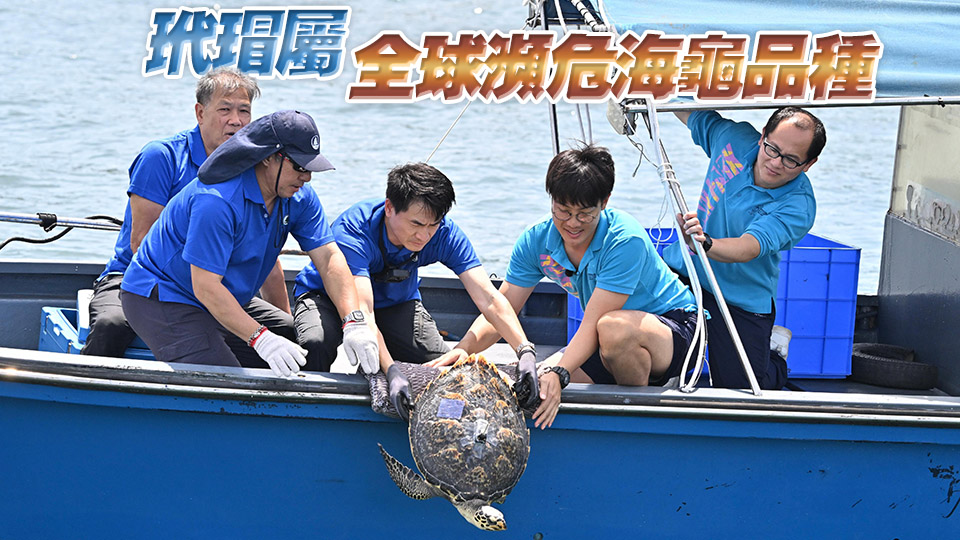 去年7月於長洲南氹灣獲救玳瑁今日重回大海