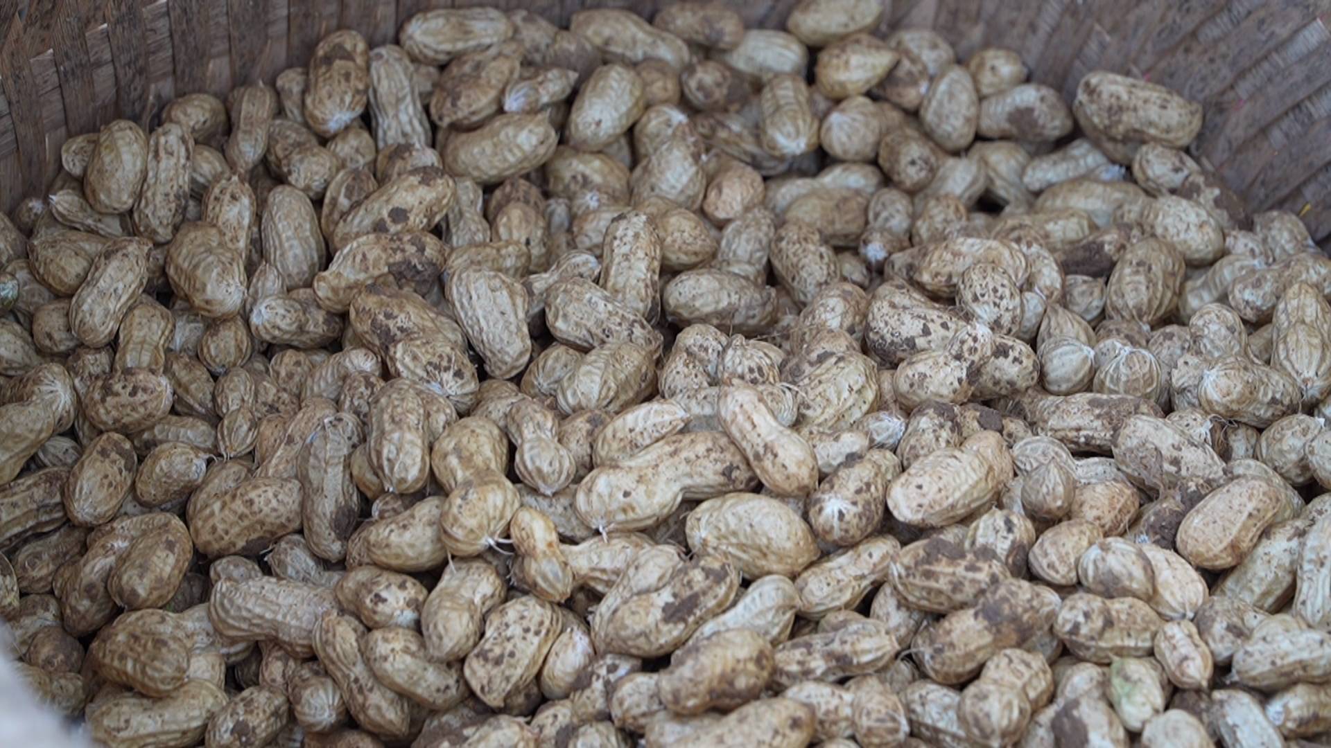 預(yù)計產(chǎn)值超兩億元 四川梓潼6萬畝花生助農(nóng)增收