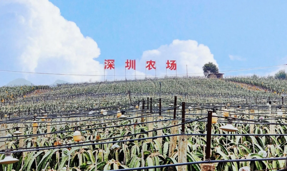 深圳跑出超千億農(nóng)企，龍頭數(shù)量全國霸榜