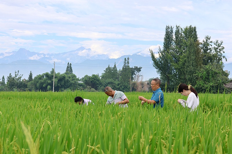 確保秋糧穩(wěn)產(chǎn)增收 四川綿竹農(nóng)技專家深入田間「把脈問(wèn)診」