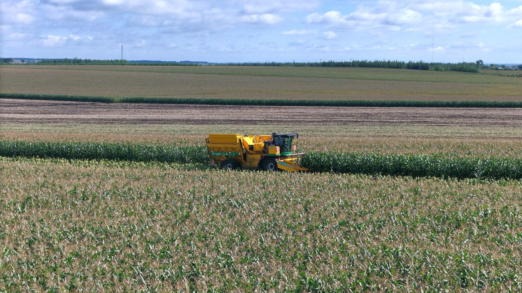 黑龍江海倫市鮮食玉米產(chǎn)業(yè)實(shí)現(xiàn)全鏈躍升 寒地黑土孕育「黃金名片」