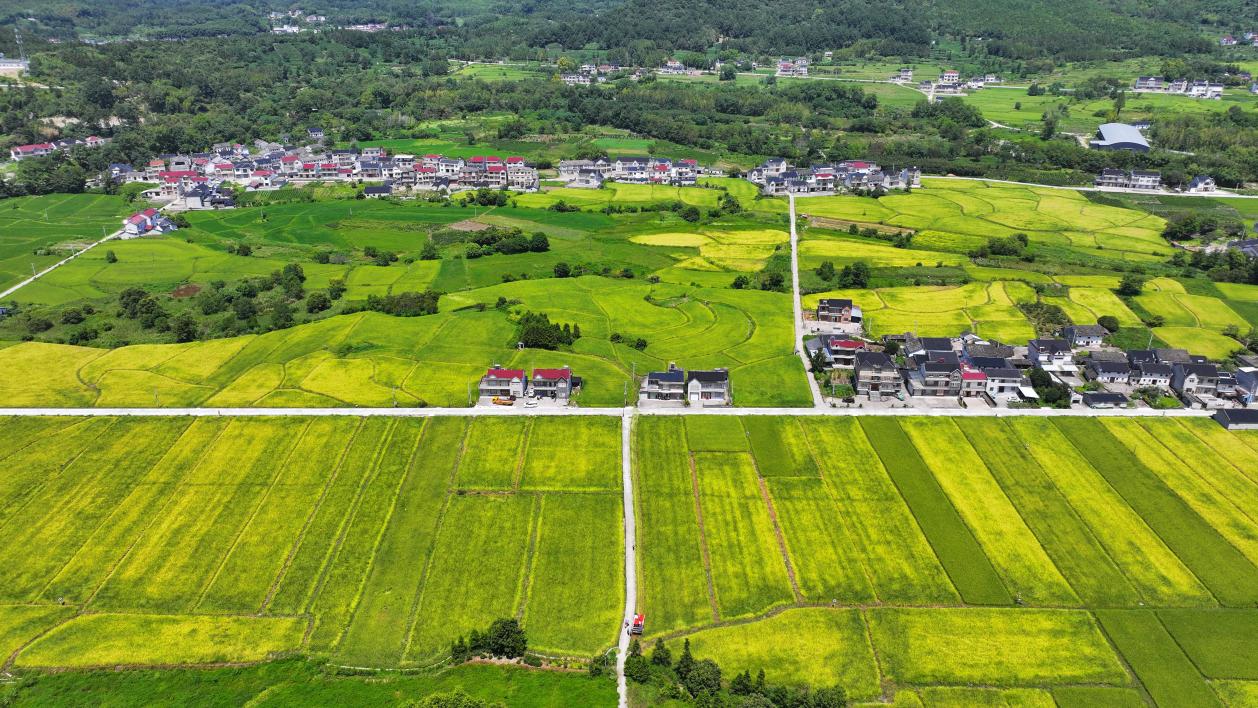 皖祁門縣：再生稻香滿田疇  豐產(chǎn)增收有底氣