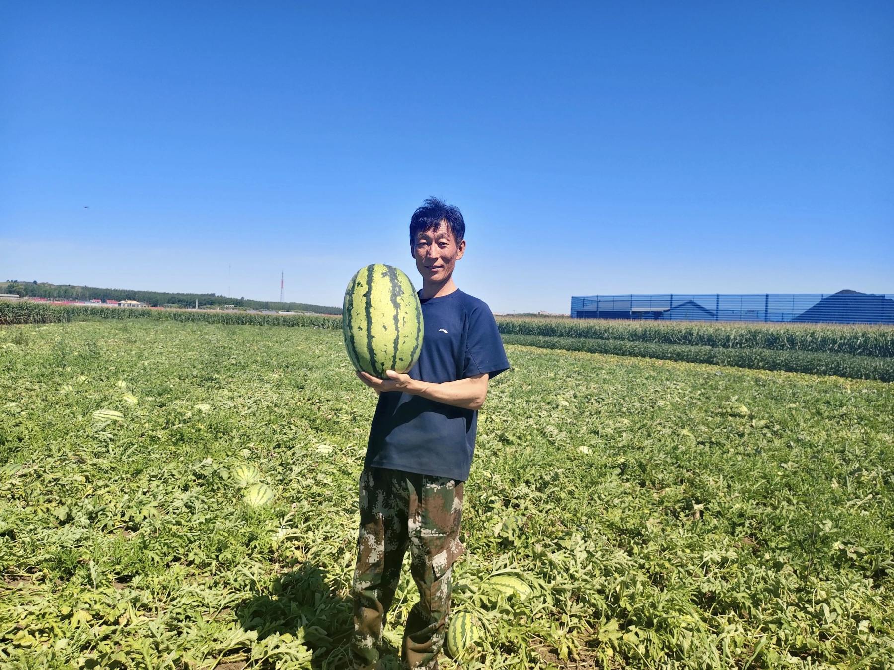 黑龍江寶清：瓜香引領致富路 鄉(xiāng)村振興「甜味濃」