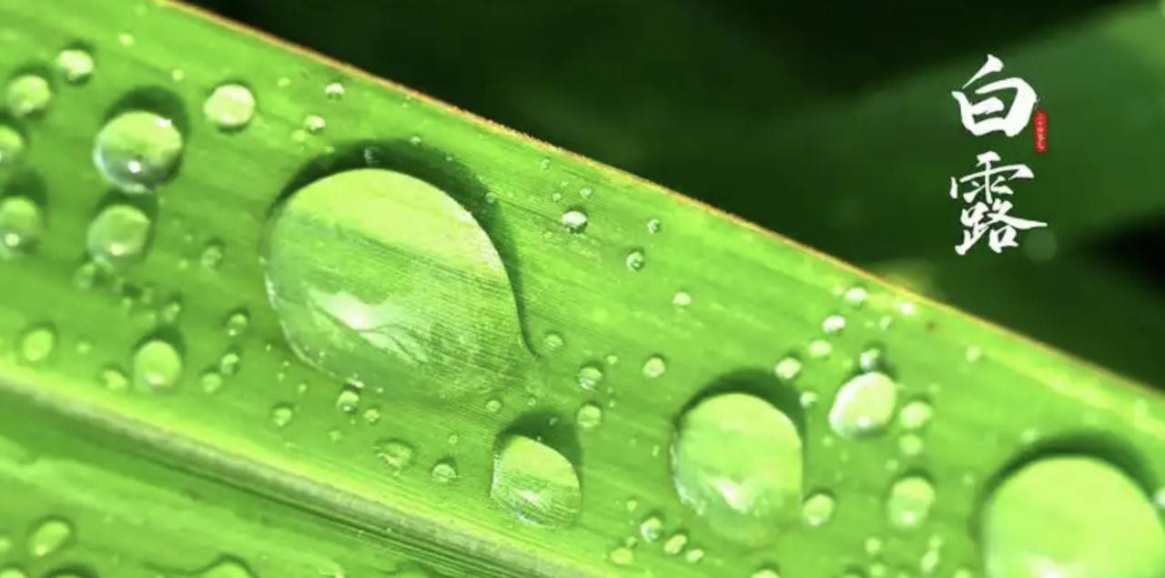 白露到，夏秋換季要注意