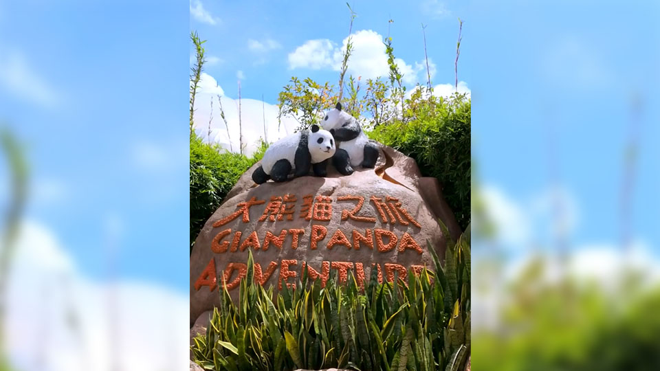 有片 | 劉慕裳與熊貓姊弟可愛互動(dòng) 海洋公園：為參與全運(yùn)會(huì)的運(yùn)動(dòng)員打氣