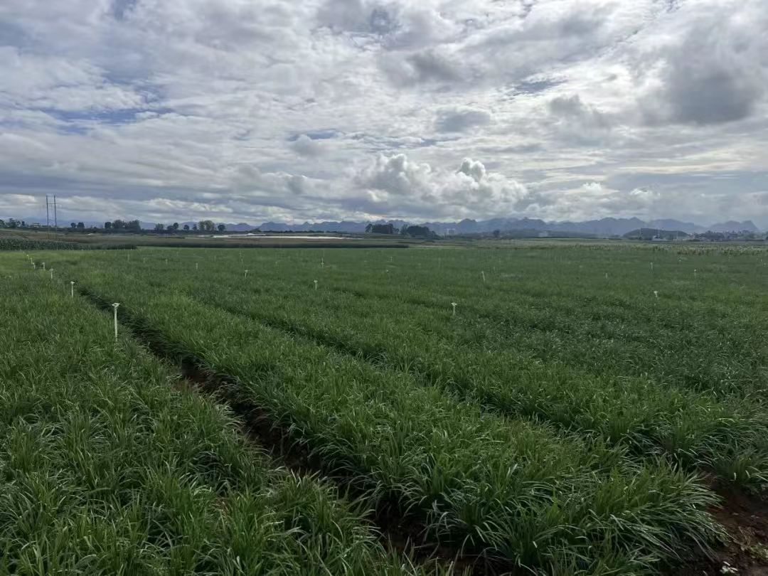 硯山平遠鎮(zhèn)：小韭菜「種」出大產(chǎn)業(yè)