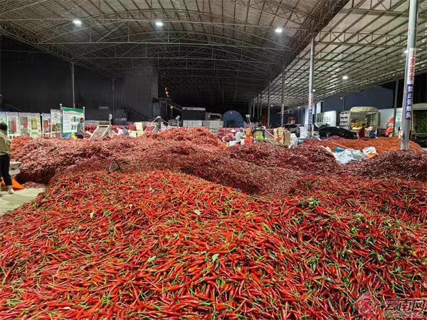 雲(yún)南文山硯山縣已成為全國(guó)第二大辣椒市場(chǎng)