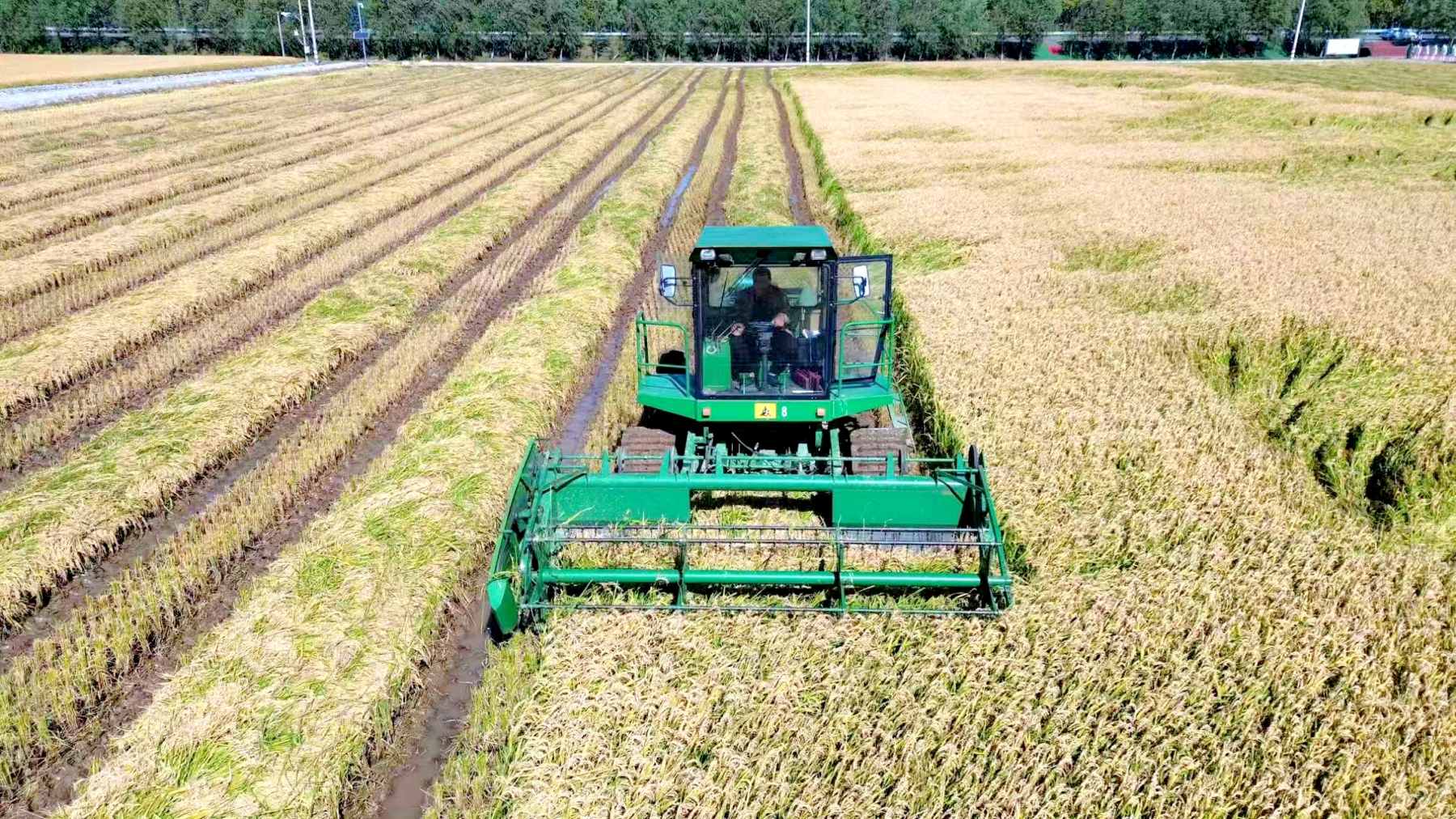 北大荒農(nóng)業(yè)股份江濱分公司水稻精準(zhǔn)開鐮 喜迎雙節(jié)搶「鮮」上市