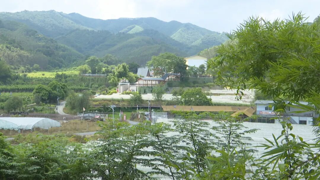 桂梧州長洲區(qū)推動(dòng)林下經(jīng)濟(jì)與鄉(xiāng)村振興深度融合