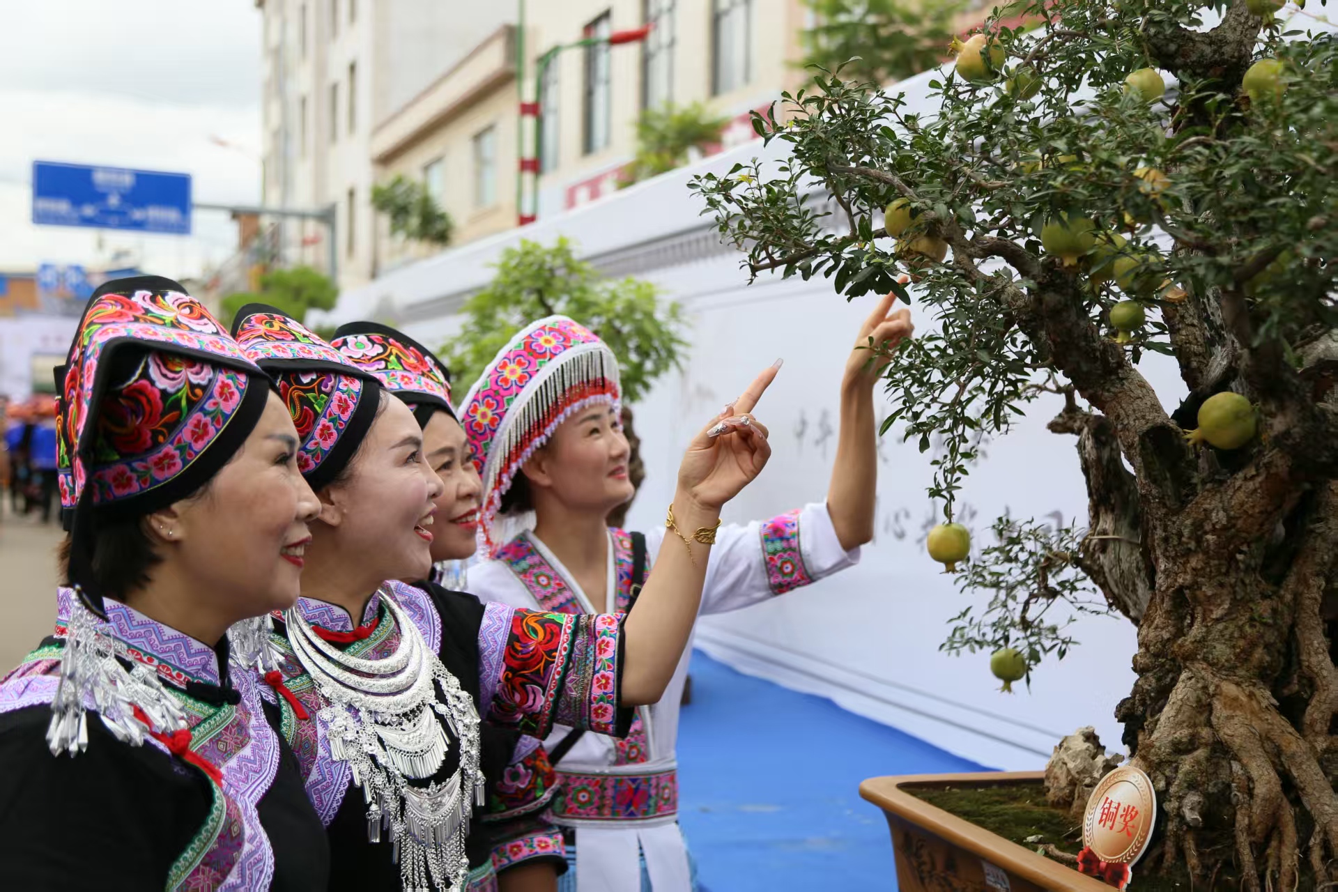 盆景成寶盆  庭院變雅苑  稼依鎮(zhèn)把綠色產(chǎn)業(yè)做到家了