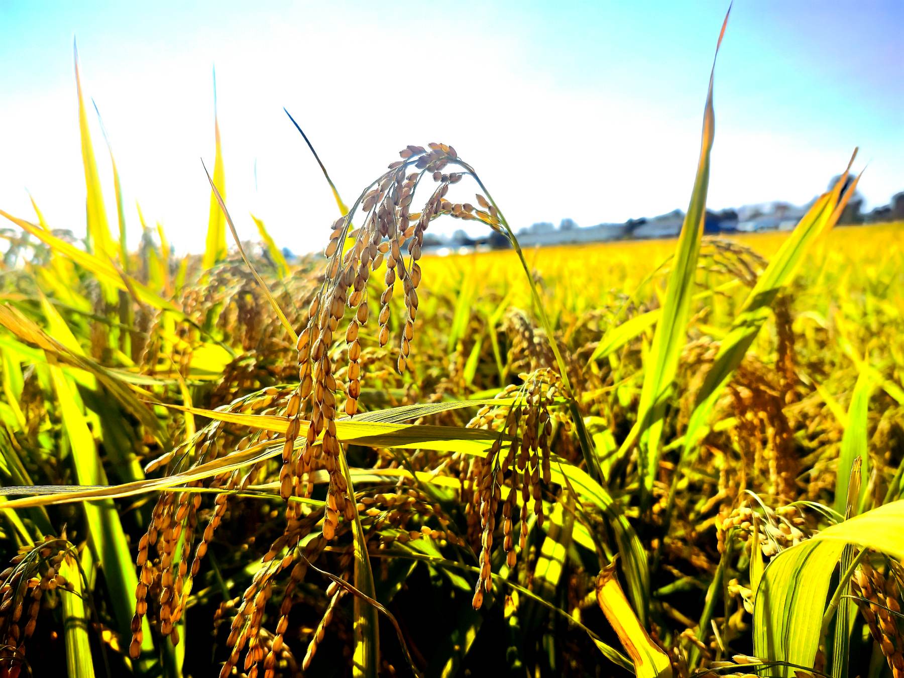 哈市香坊區(qū)成高子鎮(zhèn)以豐收底色繪就鄉(xiāng)村振興壯美答卷