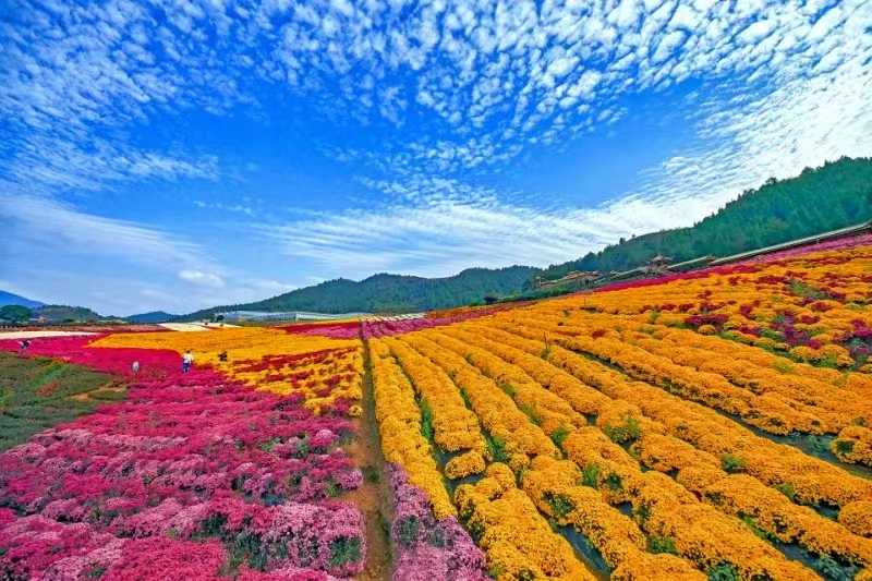 一朵菊花帶活一方經(jīng)濟 南農(nóng)十年幫扶見證麻江蝶變