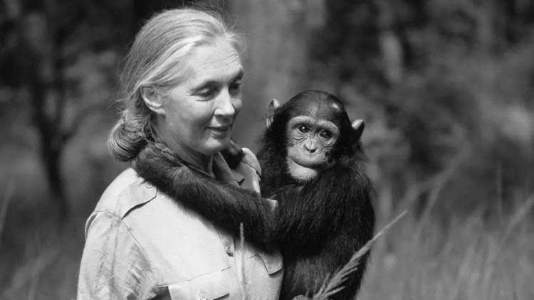 著名靈長類動物學(xué)家珍·古道爾去世 終年91歲