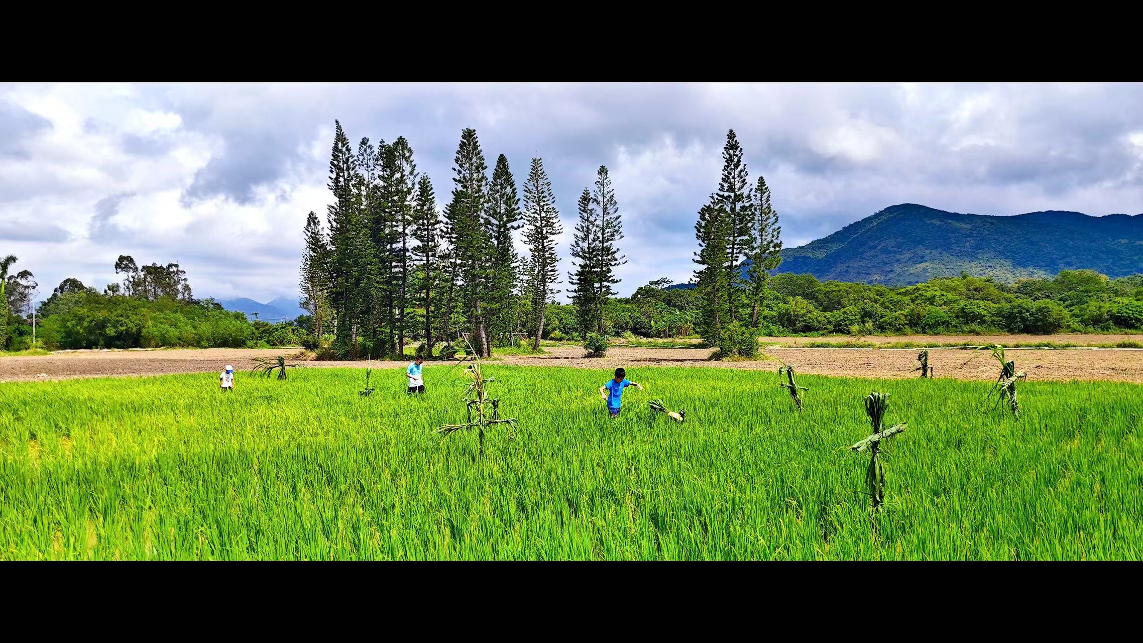 秋日稻田撒歡記！深圳南澳「一日農(nóng)場(chǎng)主」上線(xiàn)
