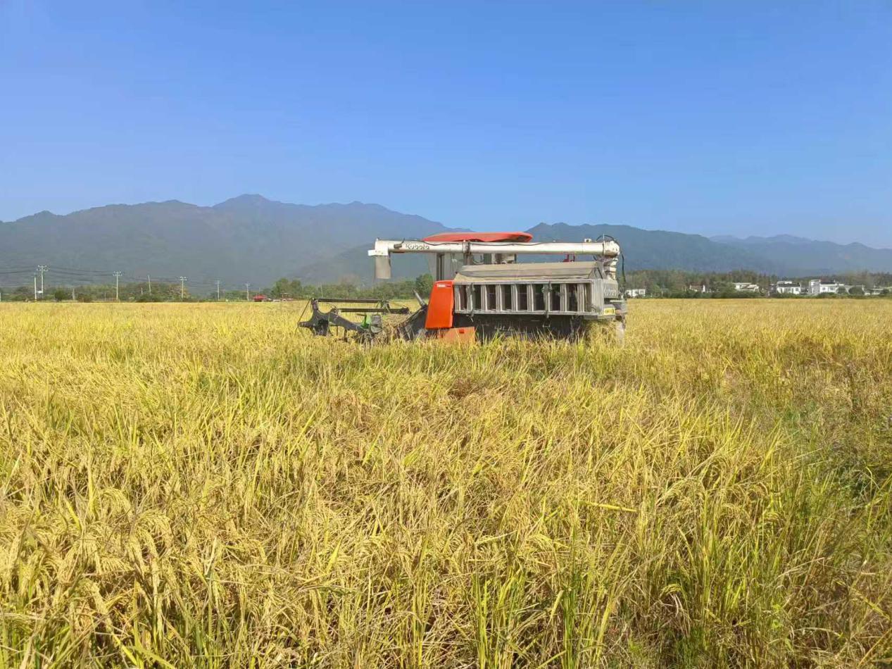 皖黟縣碧陽鎮(zhèn)：科技賦能豐收之路
