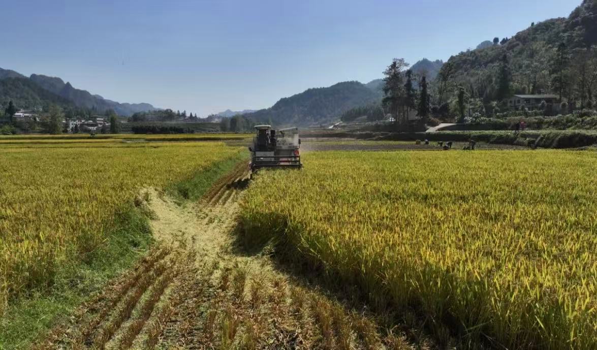黔麻江：稻穀收購加工忙 產(chǎn)銷鏈上米飄香