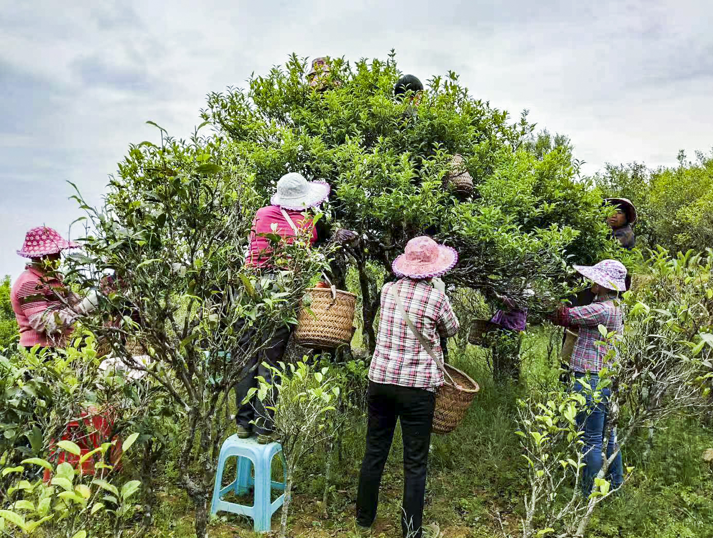 郭少志，從茶園到茶杯，匠心傳承鳳凰單叢茶文化！