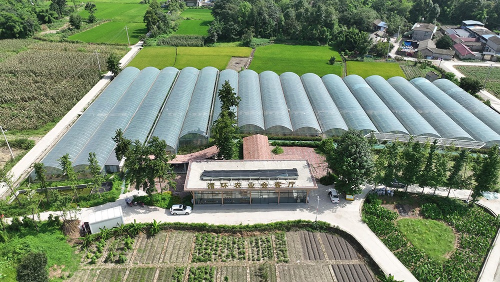 四川綿竹：酵素生態(tài)農(nóng)業(yè)激活鄉(xiāng)村振興「新引擎」