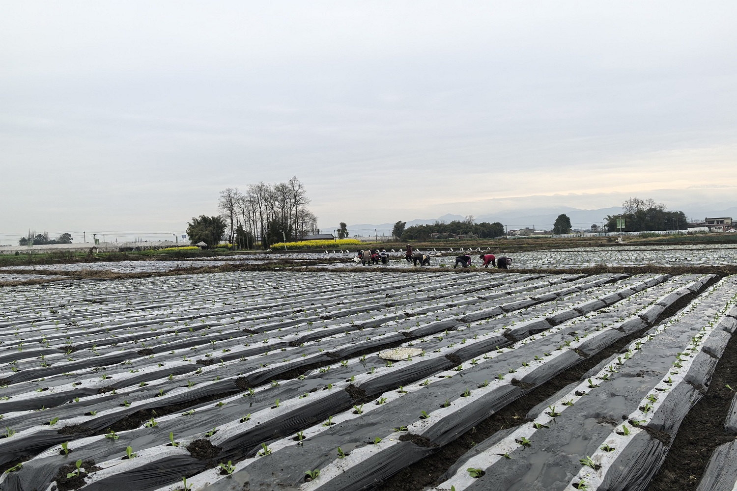 農(nóng)水工程權(quán)責(zé)分明四川什邡節(jié)水增效惠民生